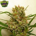 Ripper Haze (Ripper Seeds) Feminisoidut