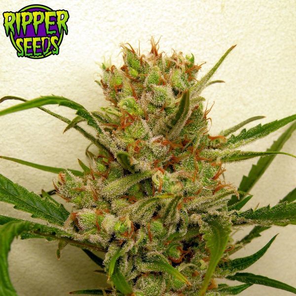 Ripper Haze (Ripper Seeds) Feminisoidut