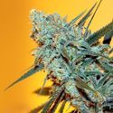 Criminal+ (Ripper Seeds) Feminisoidut