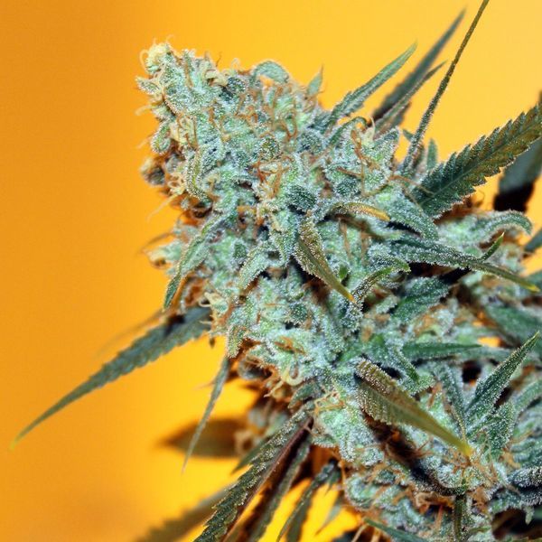 Criminal+ (Ripper Seeds) Feminisoidut