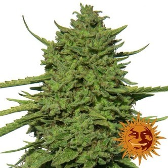 Amnesia Lemon (Barney's Farm) feminisoidut
