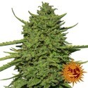 Amnesia Lemon (Barney's Farm) Feminisoidut