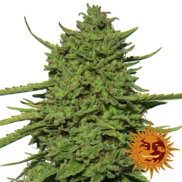 Amnesia Lemon (Barney's Farm) Feminisoidut