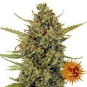 Acapulco Gold (Barney's Farm) Feminisoidut