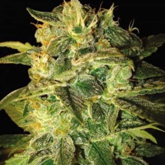 Sugar Mango Ryder Autoflower (World Of Seeds) femiinisoitu
