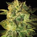 Sugar Mango Ryder Autoflower (World Of Seeds) femiinisoitu