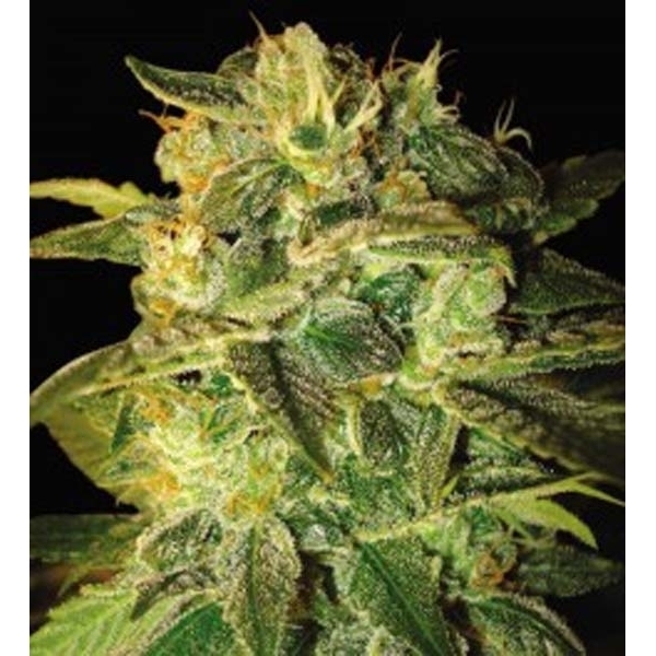 Sugar Mango Ryder Autoflower (World Of Seeds) femiinisoitu