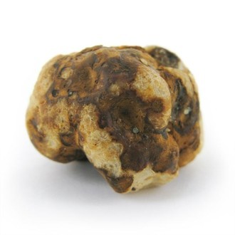 Tampanensis Maagiset tryffelit