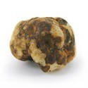 Tampanensis Maagiset tryffelit