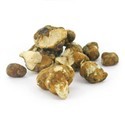 Tampanensis Maagiset tryffelit