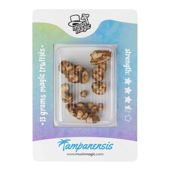 Tampanensis Maagiset tryffelit