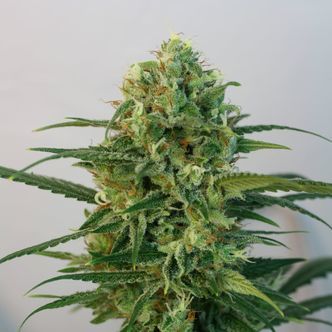 Toxic (Ripper Seeds) feminisoidut