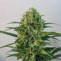 Toxic (Ripper Seeds) Feminisoidut