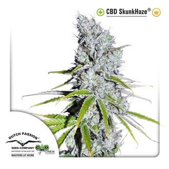 CBD Skunk Haze (Dutch Passion) Feminisoidut