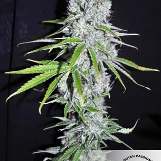 CBD Skunk Haze (Dutch Passion) Feminisoidut