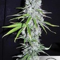 CBD Skunk Haze (Dutch Passion) Feminisoidut