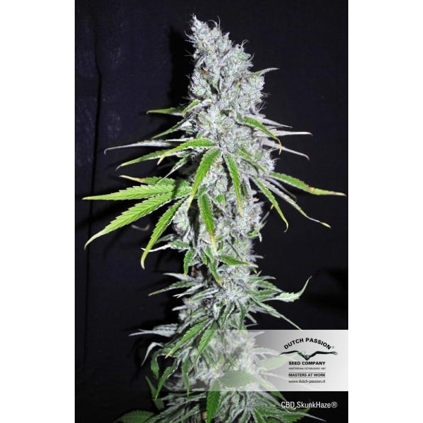 CBD Skunk Haze (Dutch Passion) Feminisoidut