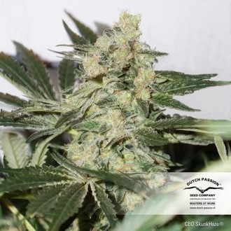 CBD Skunk Haze (Dutch Passion) Feminisoidut