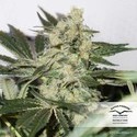 CBD Skunk Haze (Dutch Passion) Feminisoidut