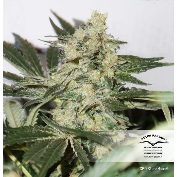 CBD Skunk Haze (Dutch Passion) Feminisoidut