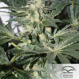 CBD Skunk Haze (Dutch Passion) Feminisoidut