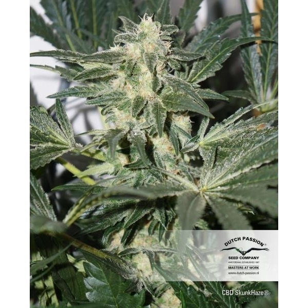 CBD Skunk Haze (Dutch Passion) Feminisoidut