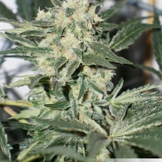 CBD Skunk Haze (Dutch Passion) Feminisoidut