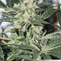 CBD Skunk Haze (Dutch Passion) Feminisoidut