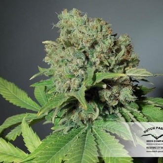 CBD Skunk Haze (Dutch Passion) Feminisoidut