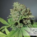 CBD Skunk Haze (Dutch Passion) Feminisoidut