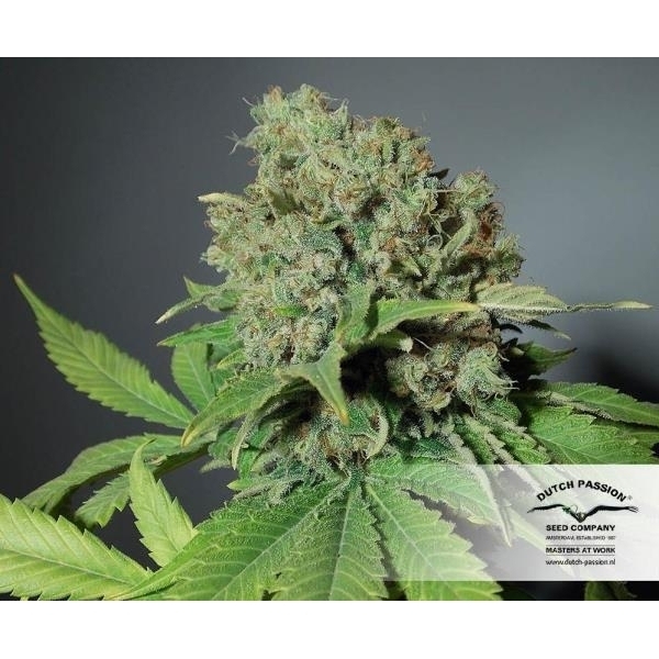 CBD Skunk Haze (Dutch Passion) Feminisoidut