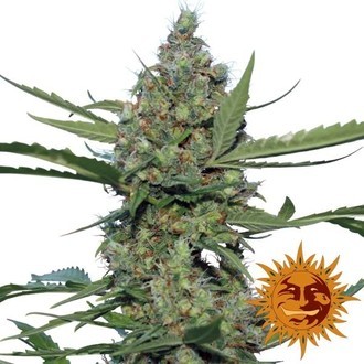 Laughing Buddha (Barney's Farm) Feminisoidut