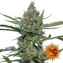 Laughing Buddha (Barney's Farm) Feminisoidut