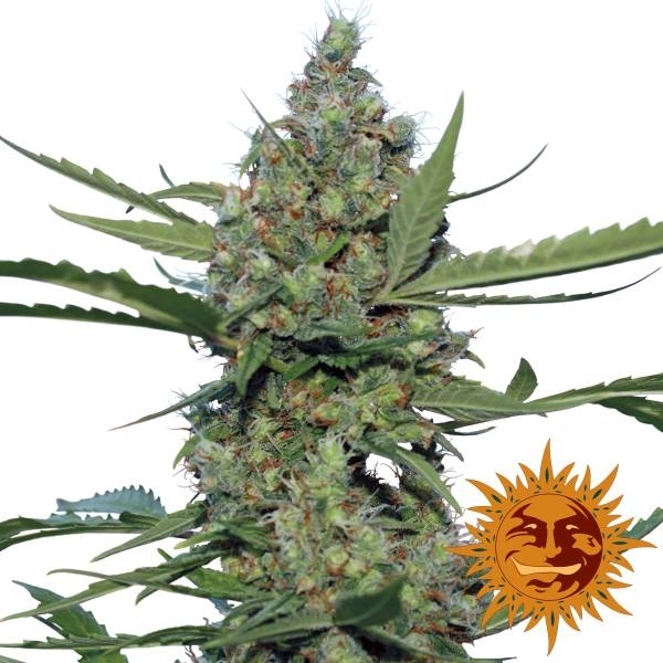 Laughing Buddha (Barney's Farm) Feminisoidut