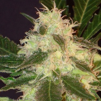 Widow (CBD-siemenet) Feminisoidut