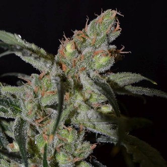 Shark (CBD-siemenet) feminisoitu