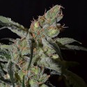 Shark (CBD Seeds) Feminisoidut