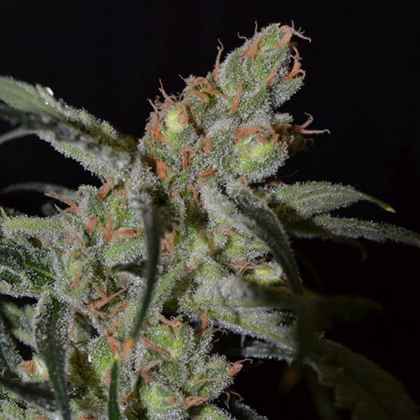 Shark (CBD Seeds) Feminisoidut