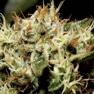Yumbolt (CBD Seeds) Feminisoidut