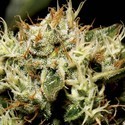 Yumbolt (CBD Seeds) Feminisoidut