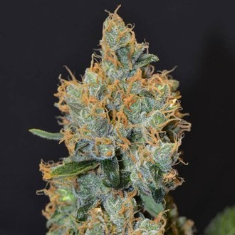 Lavender (CBD Seeds) Feminisoidut
