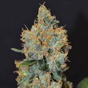 Lavender (CBD Seeds) Feminisoidut