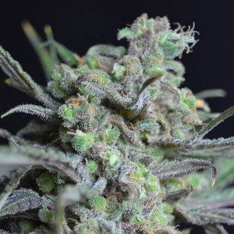 Critical (CBD Seeds) Feminisoidut