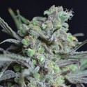 Critical (CBD Seeds) Feminisoidut