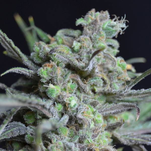 Critical (CBD Seeds) Feminisoidut
