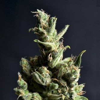 Amnesia 5 (CBD-siemenet) feminisoidut