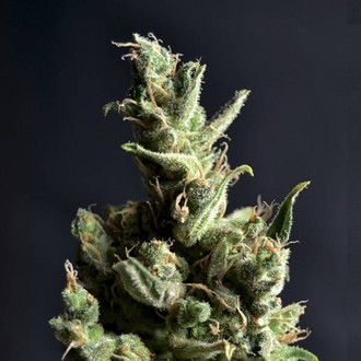 Amnesia 5 (CBD Seeds) Feminisoidut