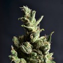 Amnesia 5 (CBD Seeds) Feminisoidut