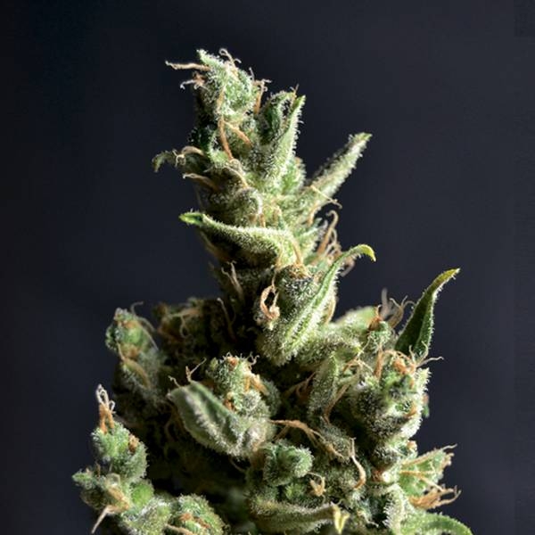 Amnesia 5 (CBD Seeds) Feminisoidut