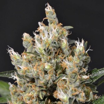 Kali (CBD-siemenet) feminisoidut